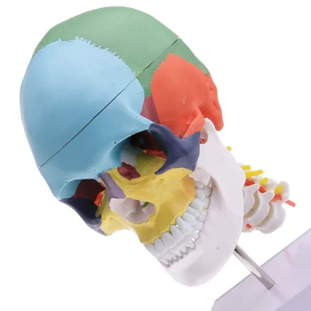 1:1 Цвят На 22 Част на Черепа на Човешката Глава с Модел на Скелета на Шийния Прешлен за Училищните Учебни Ресурси Lad Supplies